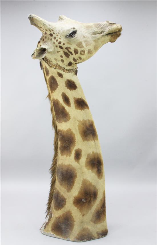 A taxidermied giraffe head and neck, fondly known as Humphry, length 6ft 3in.